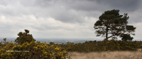 Ashdown Forest, East Sussex